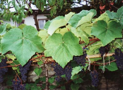 Blauer Bernburger Wein Blätter
